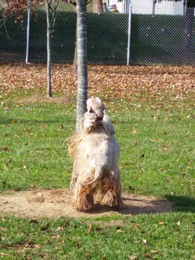 Fairgrounds Park - Hagerstown, MD