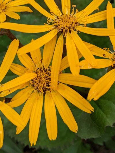 Peggy's Point - Hague, NY