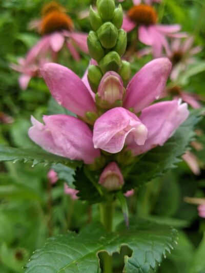 Peggy's Point - Hague, NY