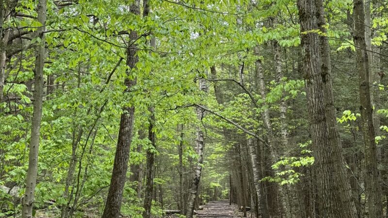Kaaterskill Rail Trail - Haines Falls, NY