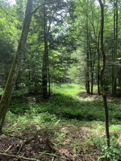Kaaterskill Rail Trail - Haines Falls, NY