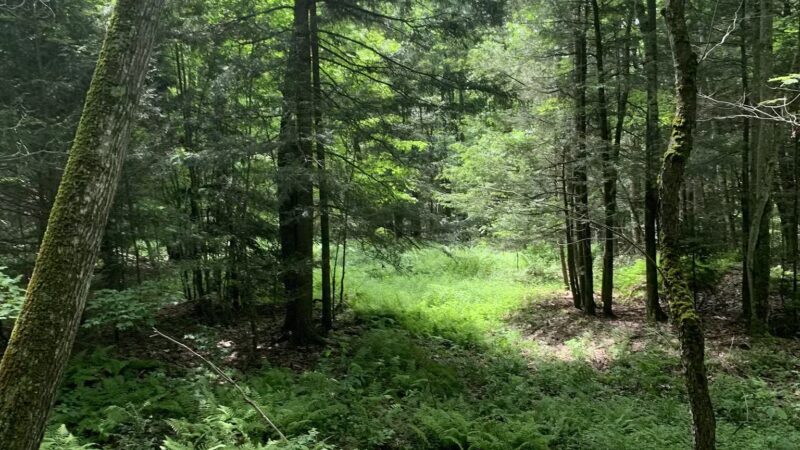 Kaaterskill Rail Trail - Haines Falls, NY