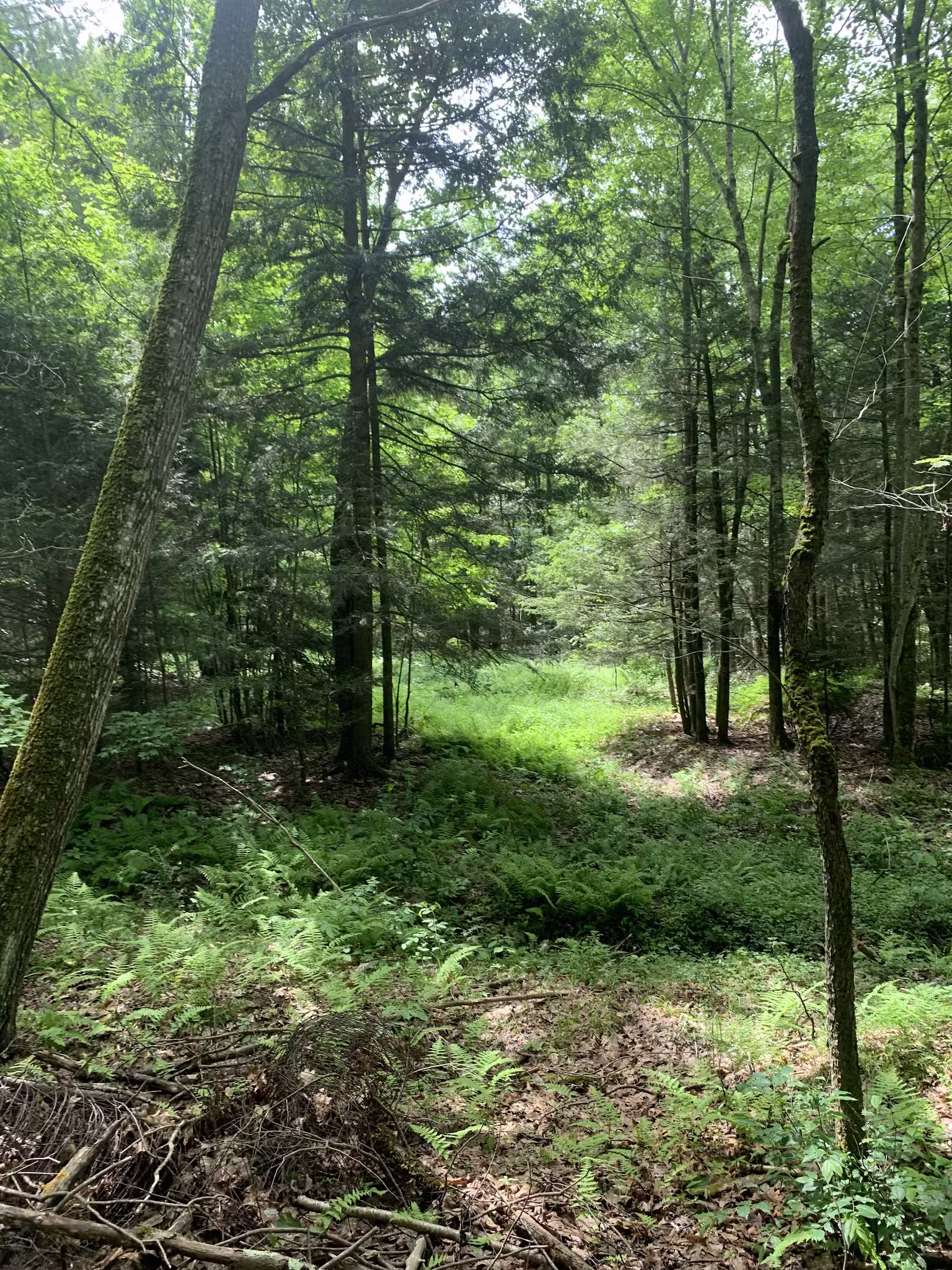 Kaaterskill Rail Trail - Haines Falls, NY