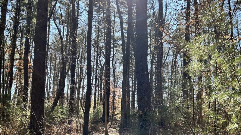 Wildlands Trust - Striar Conservancy - Halifax, MA