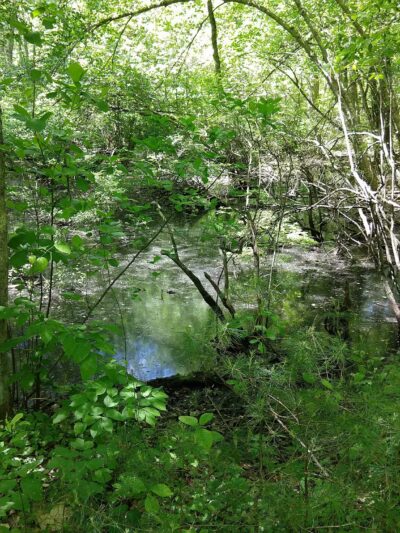 Wildlands Trust - Striar Conservancy - Halifax, MA