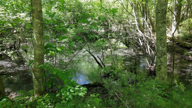 Wildlands Trust - Striar Conservancy - Halifax, MA