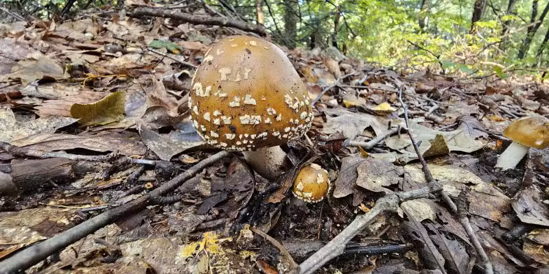 Clark's Creek Appalachian Trail Crossing - Halifax, PA