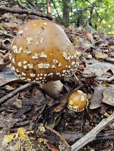 Clark's Creek Appalachian Trail Crossing - Halifax, PA