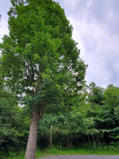 East End Main Trailhead - Halifax, PA