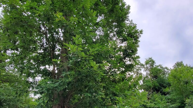 East End Main Trailhead - Halifax, PA