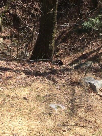 Trailhead access for Sand Springs trail/AT/Stone Tower/The General - Halifax, PA