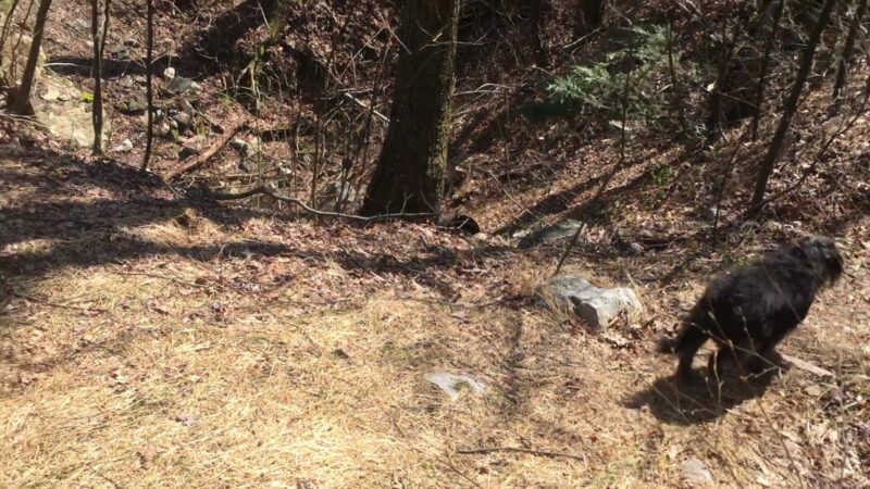 Trailhead access for Sand Springs trail/AT/Stone Tower/The General - Halifax, PA
