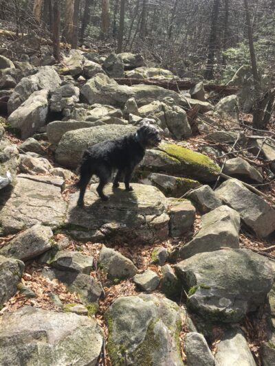 Trailhead access for Sand Springs trail/AT/Stone Tower/The General - Halifax, PA