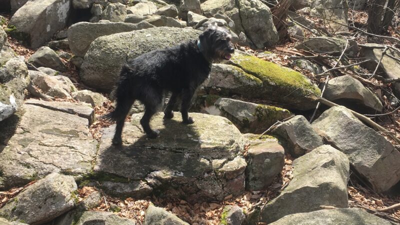 Trailhead access for Sand Springs trail/AT/Stone Tower/The General - Halifax, PA