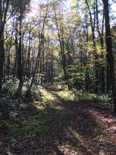 Trailhead access for Sand Springs trail/AT/Stone Tower/The General - Halifax, PA