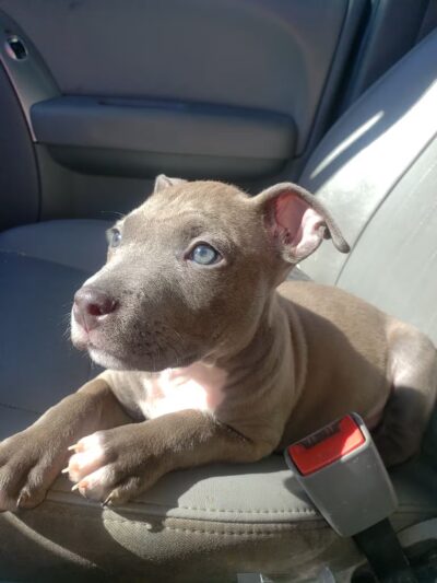 Halifax County Veterinary Center - Halifax, VA