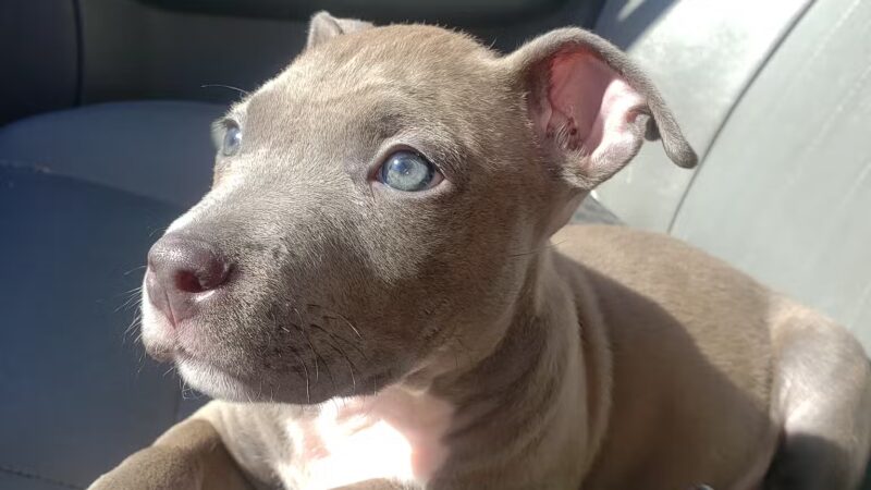 Halifax County Veterinary Center - Halifax, VA