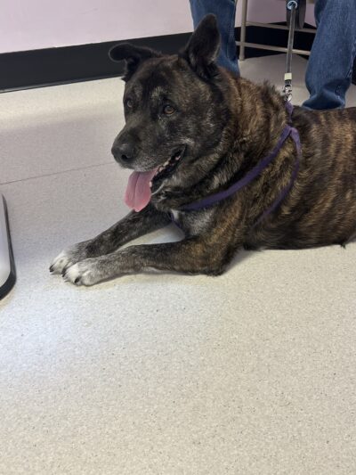 Halifax County Veterinary Center - Halifax, VA