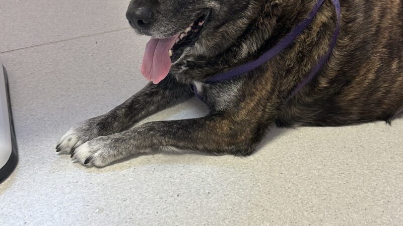 Halifax County Veterinary Center - Halifax, VA