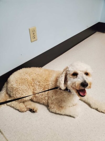 Halifax County Veterinary Center - Halifax, VA