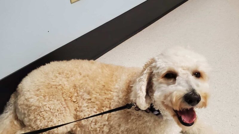 Halifax County Veterinary Center - Halifax, VA