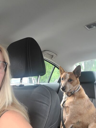 Halifax County Veterinary Center - Halifax, VA