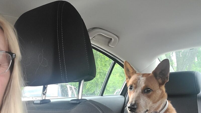 Halifax County Veterinary Center - Halifax, VA