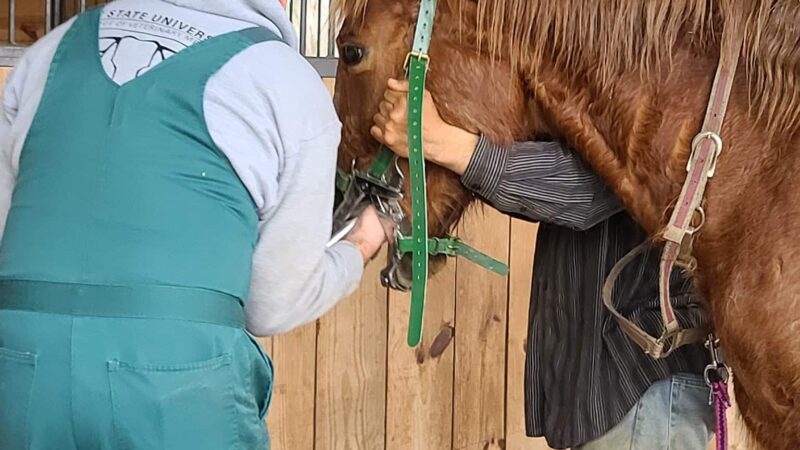 Halifax County Veterinary Center - Halifax, VA