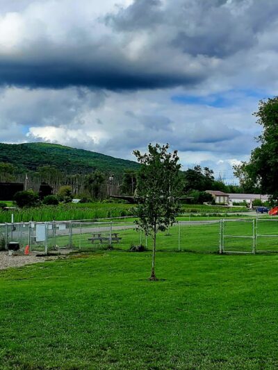 Presley Dog Park - Hammondsport, NY