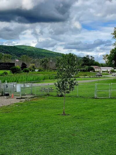 Presley Dog Park - Hammondsport, NY