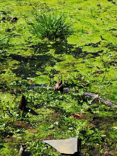 Grandon Farm Trail - Hampden Township, PA