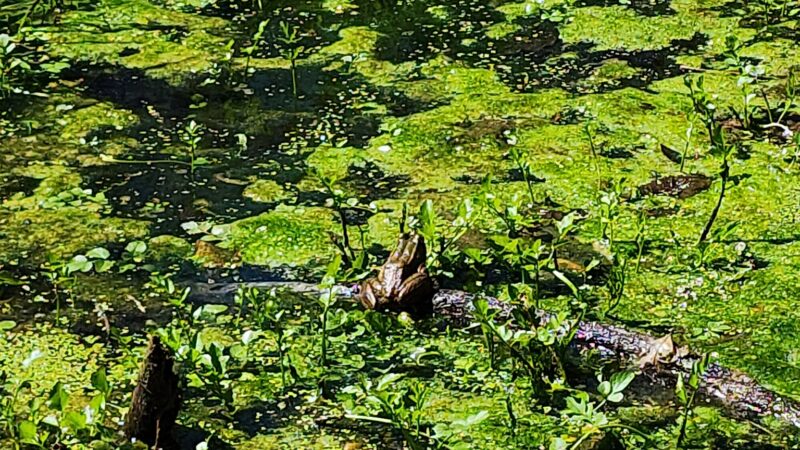Grandon Farm Trail - Hampden Township, PA