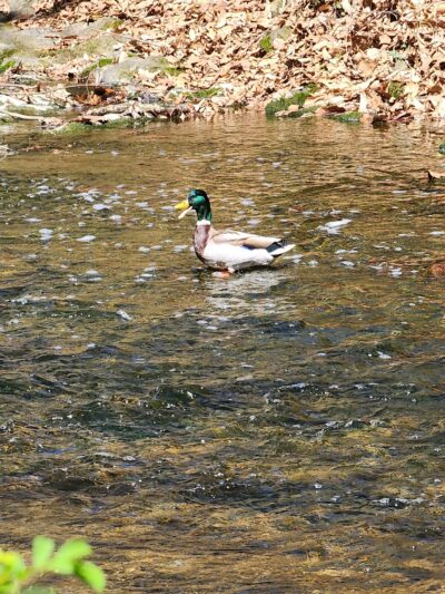 Grandon Farm Trail - Hampden Township, PA