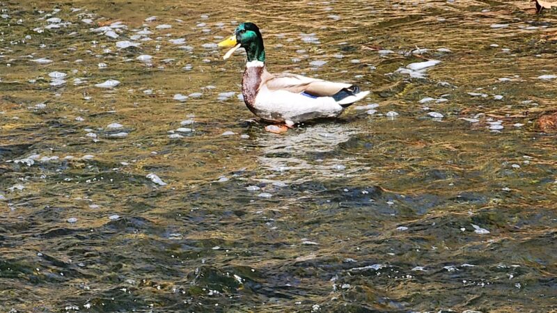 Grandon Farm Trail - Hampden Township, PA