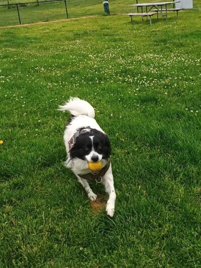 Dog Park at Love's Travel Stops - Hampshire, IL