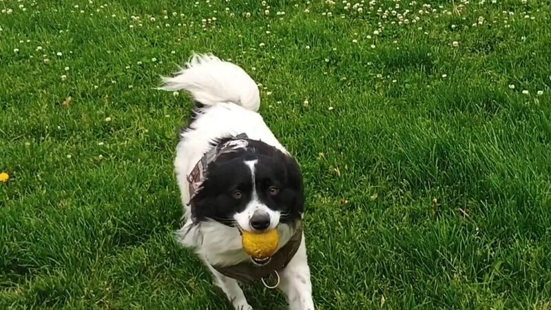 Dog Park at Love's Travel Stops - Hampshire, IL