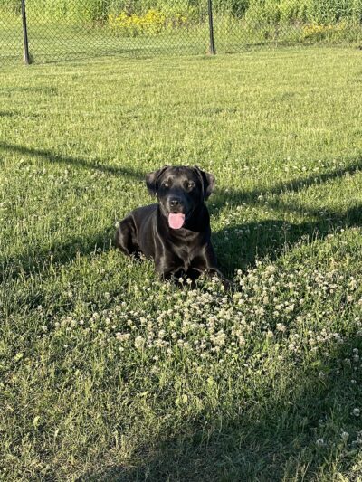 Dog Park at Love's Travel Stops - Hampshire, IL
