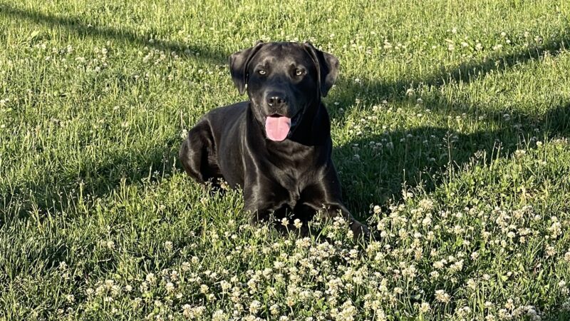 Dog Park at Love's Travel Stops - Hampshire, IL