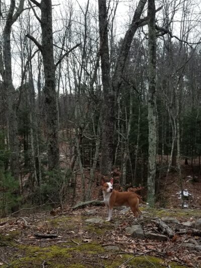 Hampstead Town Forest - Western Section Trails - Hampstead, NH