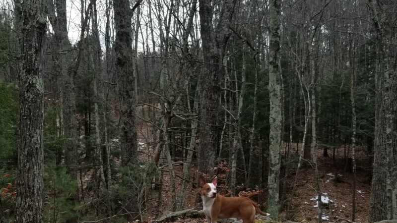 Hampstead Town Forest - Western Section Trails - Hampstead, NH