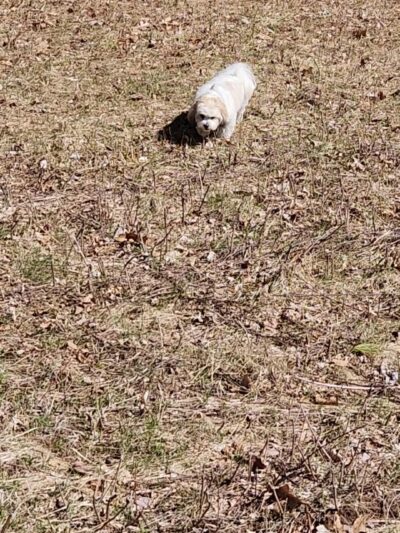 Hampstead Town Forest - Western Section Trails - Hampstead, NH