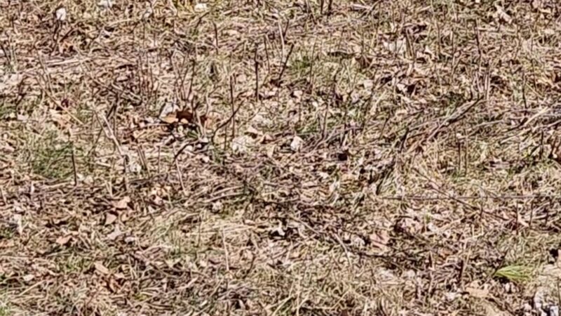 Hampstead Town Forest - Western Section Trails - Hampstead, NH