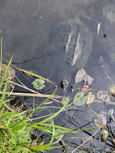 Shop Pond Park - Hampstead, NH