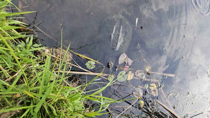 Shop Pond Park - Hampstead, NH