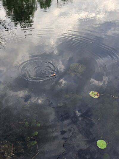 Shop Pond Park - Hampstead, NH