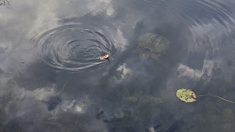 Shop Pond Park - Hampstead, NH