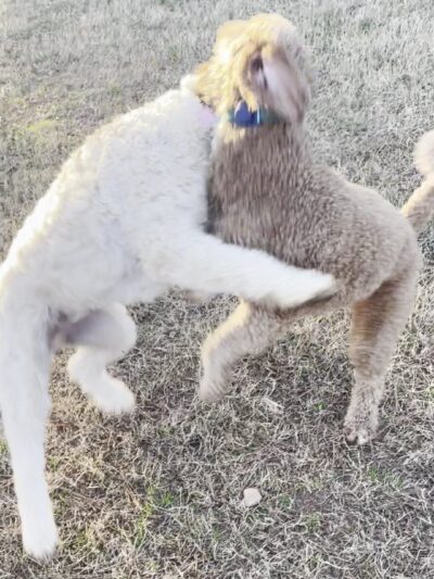 Dog park - Hampton, GA