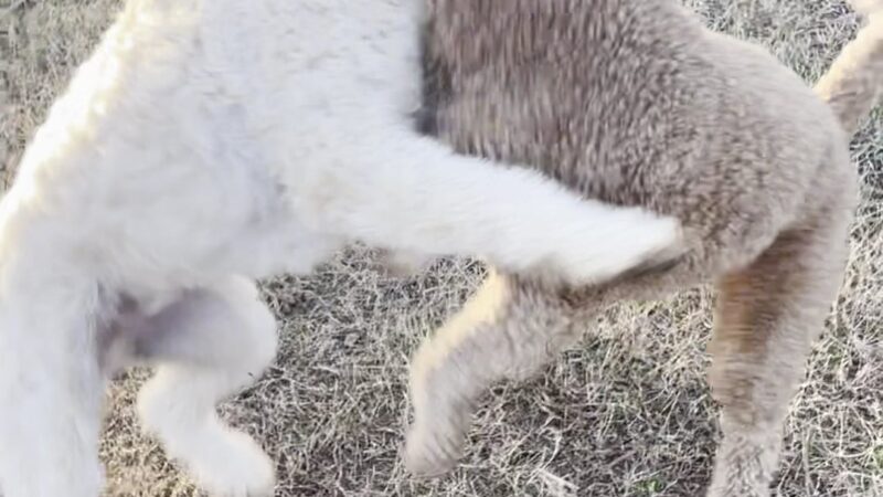 Dog park - Hampton, GA