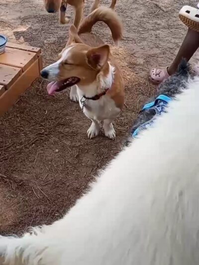 Dog park - Hampton, GA