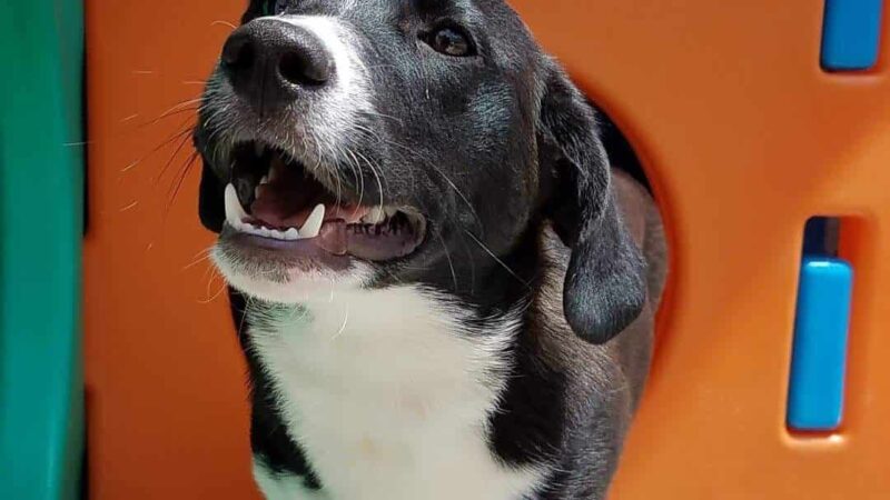 Emmy's Barking Lot - Hanover, MA